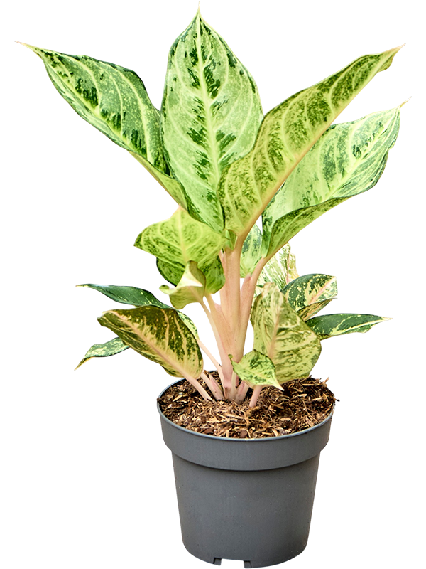 
                  
                    Aglaonema 'Chartreuse Pretty', vue 2 du format commercial de 30 cm, vendu par lot de 6 plantes
                  
                