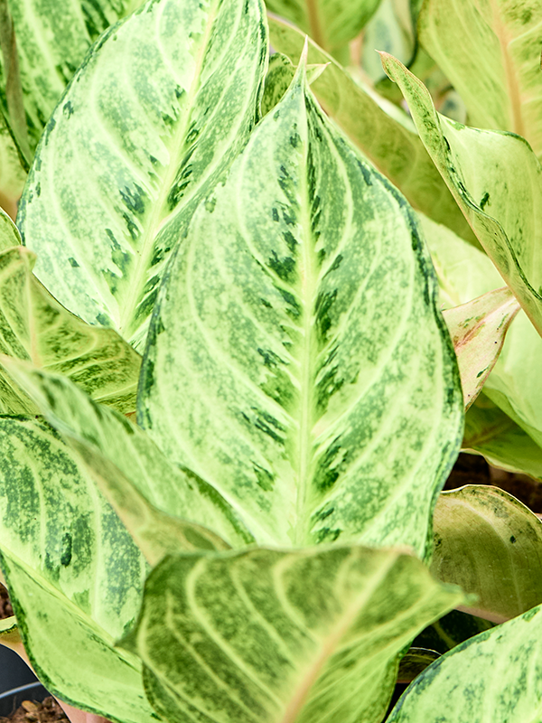 
                  
                    Aglaonema 'Chartreuse Pretty', vue 3 du format commercial de 30 cm, vendu par lot de 6 plantes
                  
                