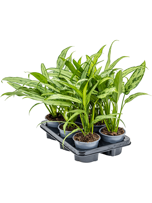 
                  
                    Aglaonema 'Cutlass' — lot de 6 plantes de 35 cm en pots de 12/10 cm, fond blanc
                  
                