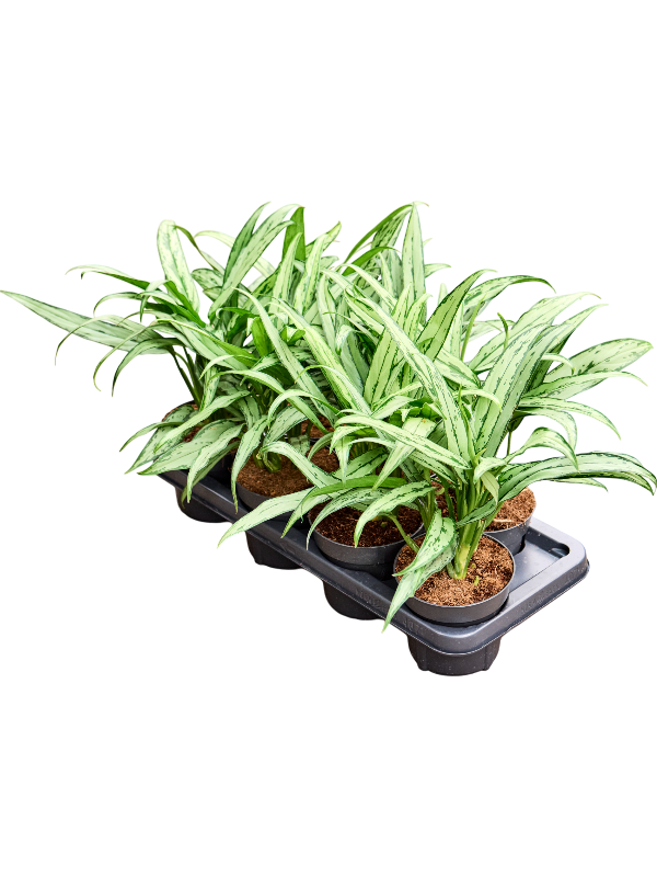 
                  
                    Aglaonema 'Cutlass' — lot de 7 plantes de 45 cm en pots de 14/12 cm, fond blanc
                  
                