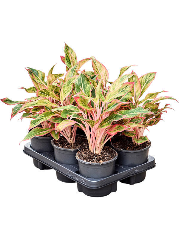 
                  
                    Aglaonema 'Elena' en pot de culture, photographie fournisseur représentative du lot de 6 plantes, hauteur commerciale 30 cm
                  
                