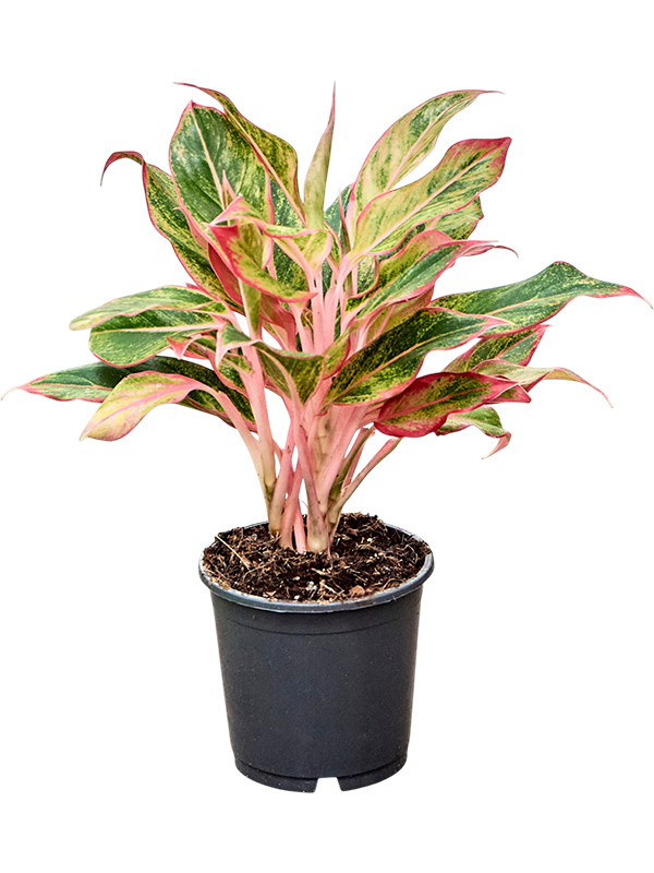 
                  
                    Aglaonema 'Elena', vue 2 du format commercial de 30 cm, vendu par lot de 6 plantes
                  
                