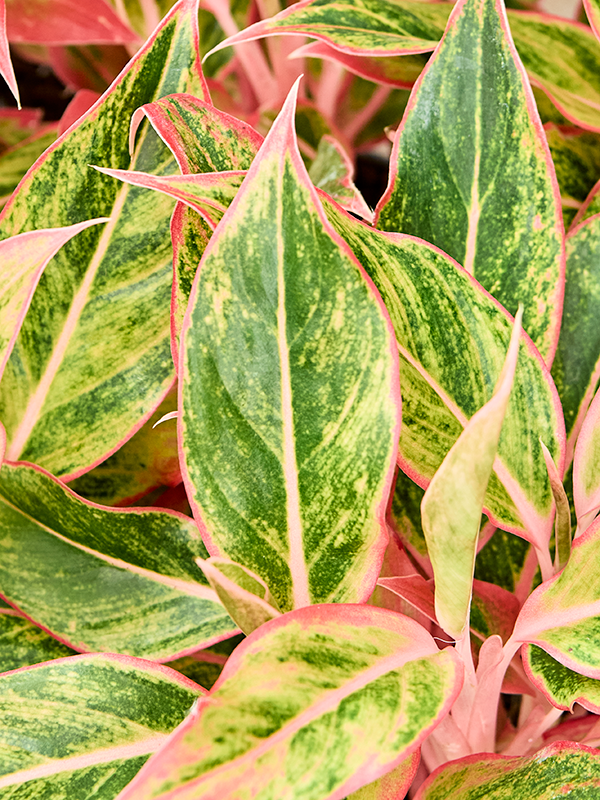 
                  
                    Aglaonema 'Elena', vue 3 du format commercial de 30 cm, vendu par lot de 6 plantes
                  
                