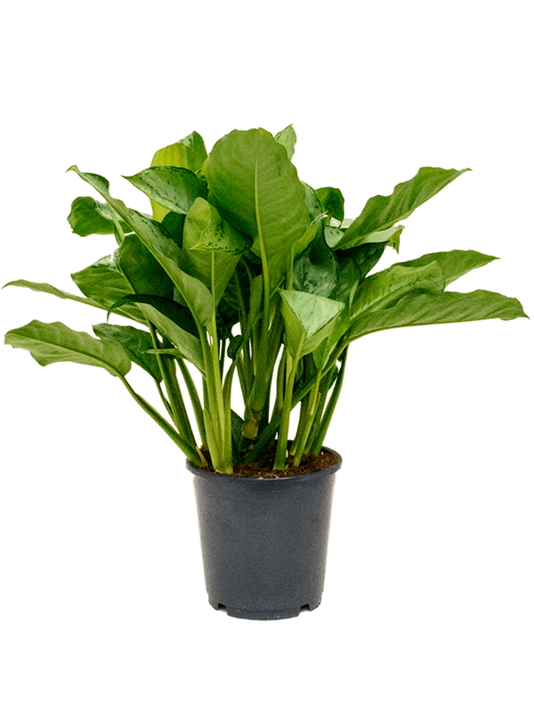 Aglaonema ‘Freedman’ — plante d’intérieur en pot de culture, référence 4AGFRBU24