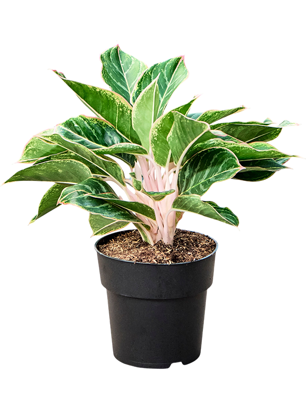 Aglaonema Jungle Shadows — une plante de 50 cm, pot de culture Ø 19 cm