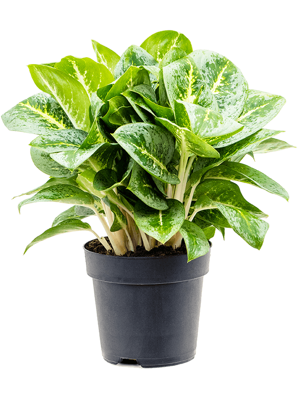 Aglaonema Lemon Mint, feuillage panaché vert menthe et argenté, plante seule en pot de culture