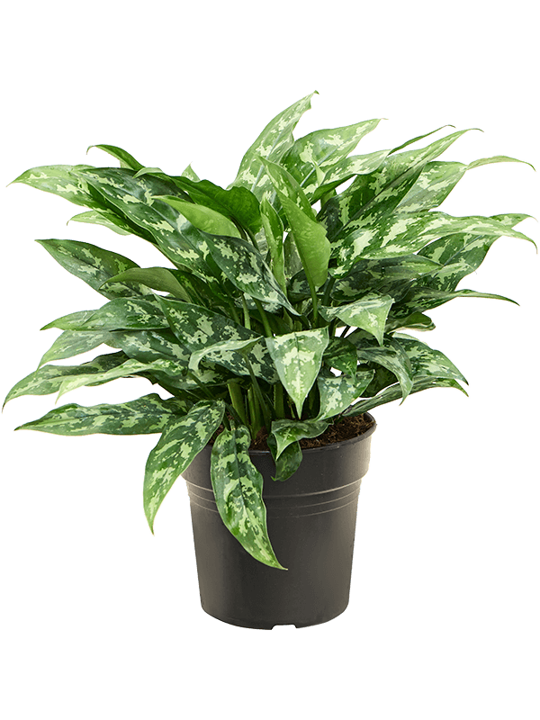 
                  
                    Aglaonema ‘Maria’ — plante d’intérieur en pot de culture, référence 4AGMABU01
                  
                