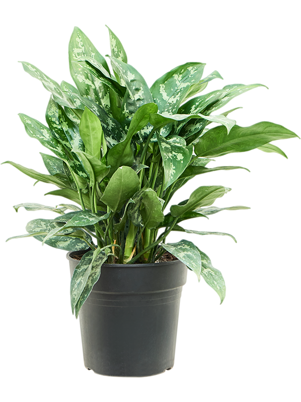 
                  
                    Aglaonema ‘Maria’ — feuillage vert panaché, format de 55 cm en pot de culture de 24 cm
                  
                