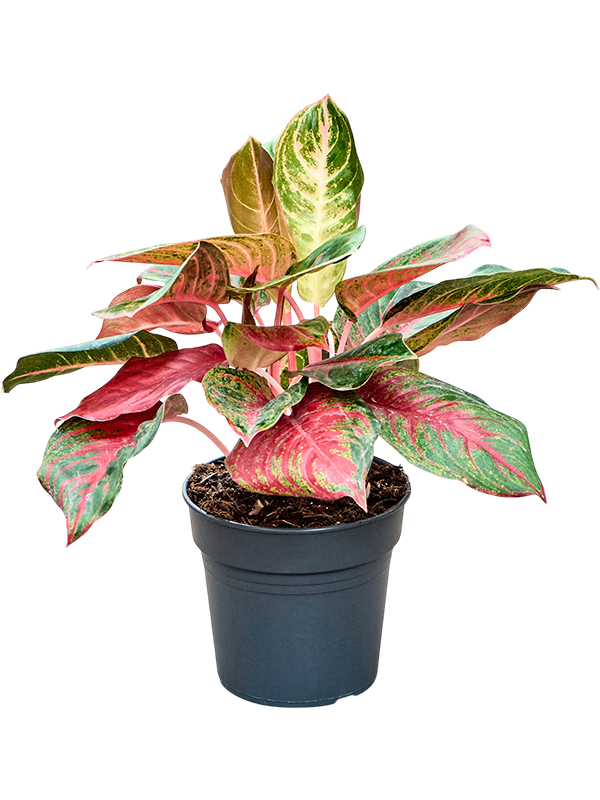 Aglaonema ‘Red Emerald’ — plante d’intérieur en pot de culture, référence 4AGREBU17