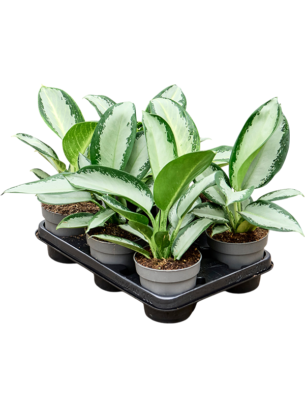 
                  
                    Aglaonema 'Silver Blue' en pot de culture, photographie fournisseur représentative du lot de 6 plantes, hauteur commerciale 30 cm
                  
                
