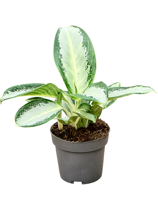 
                  
                    Aglaonema 'Silver Blue', vue 2 du format commercial de 30 cm, vendu par lot de 6 plantes
                  
                