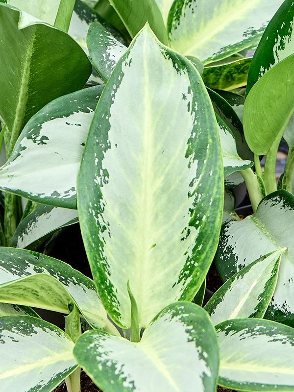 
                  
                    Aglaonema 'Silver Blue', vue 3 du format commercial de 30 cm, vendu par lot de 6 plantes
                  
                