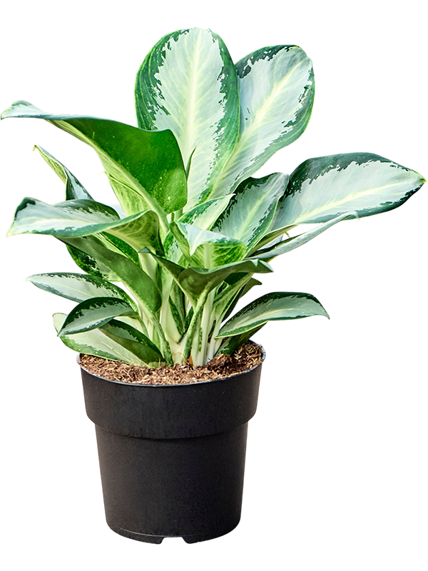 Aglaonema Silver Blue — une plante de 40 cm, pot de culture Ø 19 cm