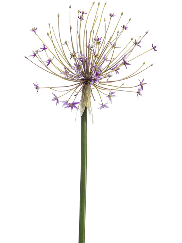 
                  
                    Allium artificiel lilas de 105 cm, grande ombelle ajourée aux petites fleurs violettes, sans vase
                  
                