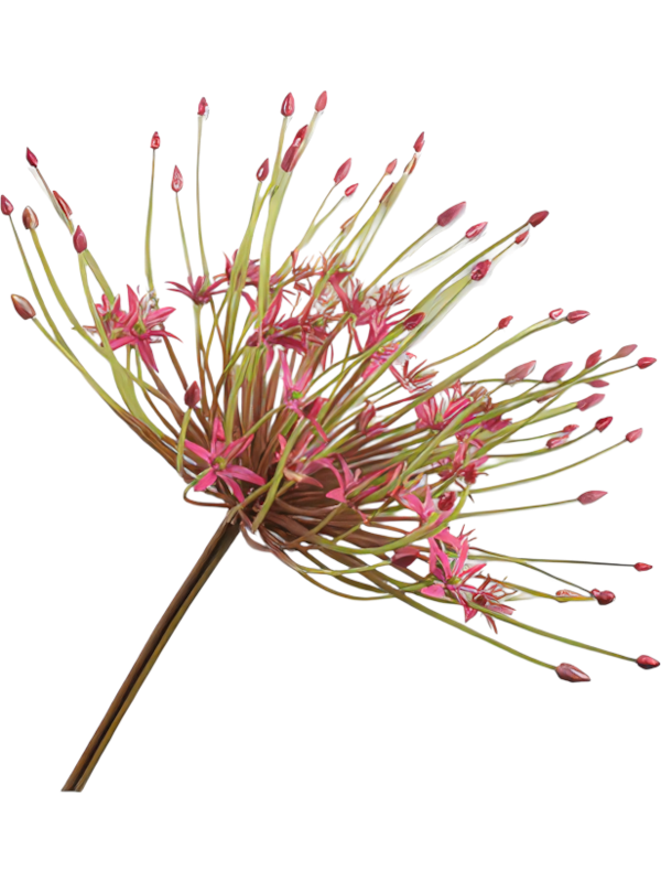 Allium artificiel rose Silk-ka de 112 cm, ombelle ajourée à fleurs fines et boutons sur une longue tige