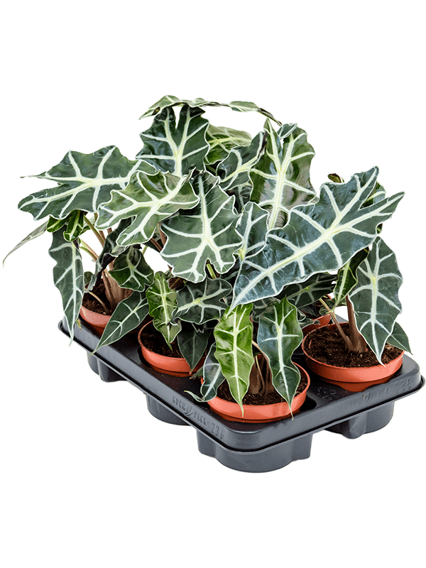 Alocasia 'Polly' — lot de 6 plantes de 30 cm en pots de 12/10 cm