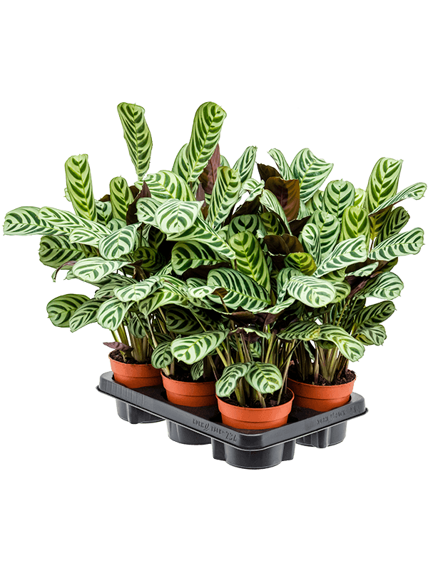 Ctenanthe burle-marxii 'Amabilis' — lot de 6 plantes de 35 cm en pots de 12/10 cm