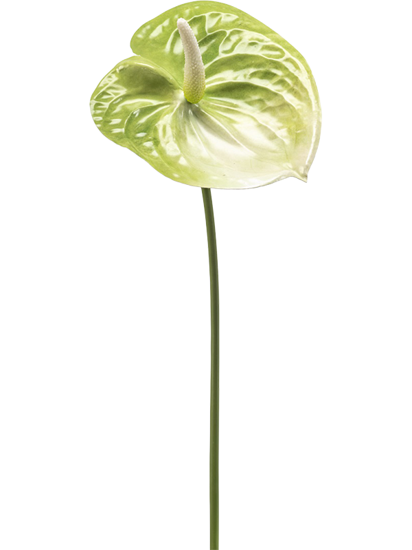 Fleur d’anthurium artificielle verte sur tige de 65 cm, sans vase — Emerald Eternal Green