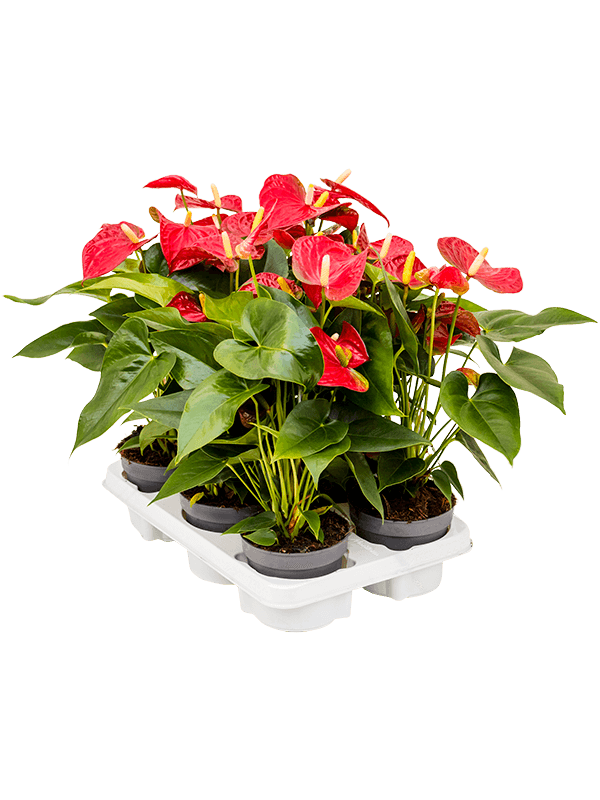Anthurium andraeanum 'Sierra' — lot de 6 plantes de 45 cm en pots de 12/10 cm, photo détourée pour fond blanc