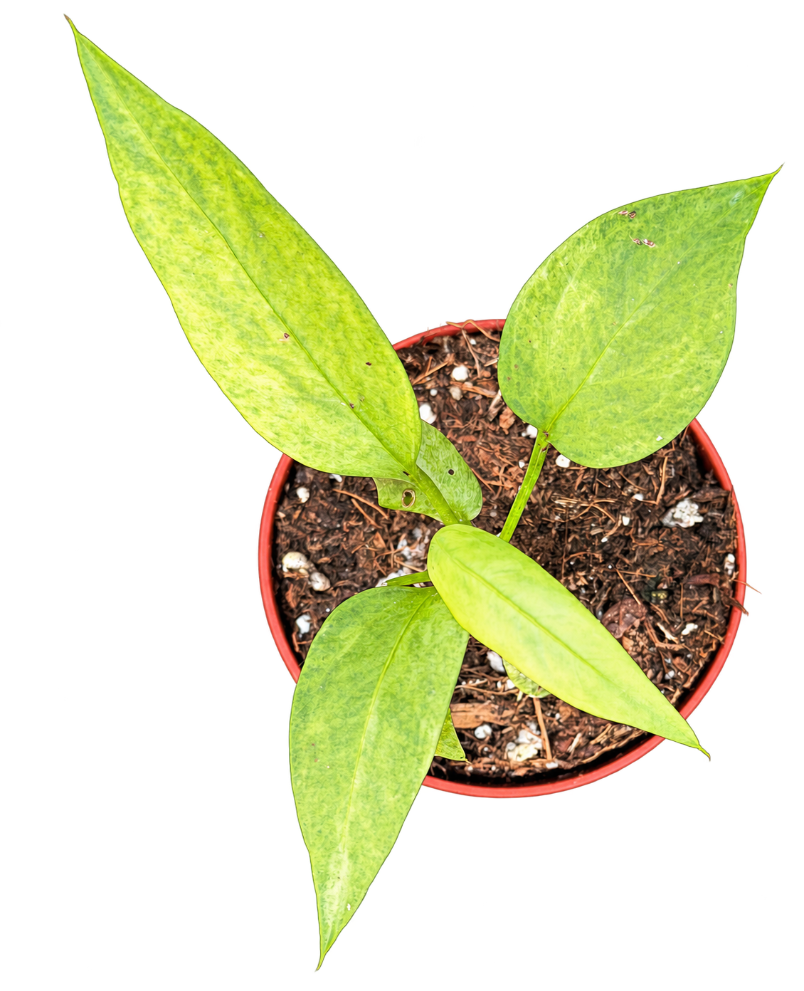 Anthurium vittarifolium panaché — 10 cm, pot Ø 6 cm — CPS-035