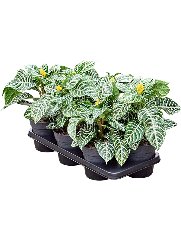 
                  
                    Aphelandra squarrosa 'Dania' en pot de culture, photographie fournisseur représentative du lot de 6 plantes, hauteur commerciale 40 cm
                  
                