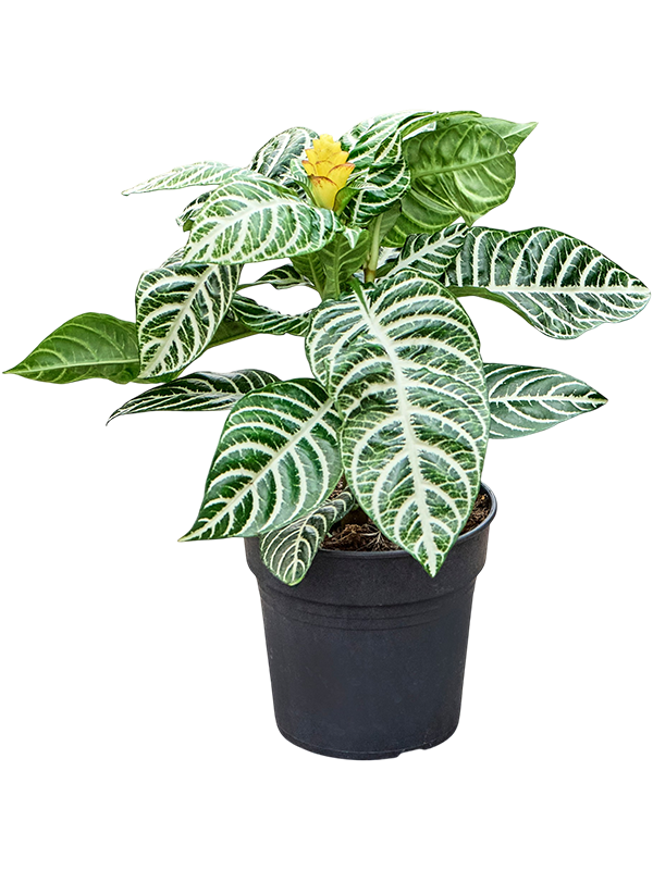 
                  
                    Aphelandra squarrosa 'Dania', vue 2 du format commercial de 40 cm, vendu par lot de 6 plantes
                  
                