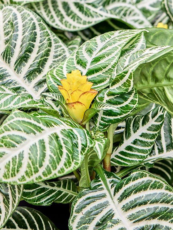 
                  
                    Aphelandra squarrosa 'Dania', vue 3 du format commercial de 40 cm, vendu par lot de 6 plantes
                  
                