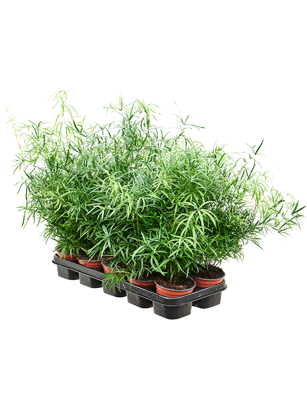 Asparagus falcatus — lot de 8 plantes de 35 cm en pots de culture, hors hydro
