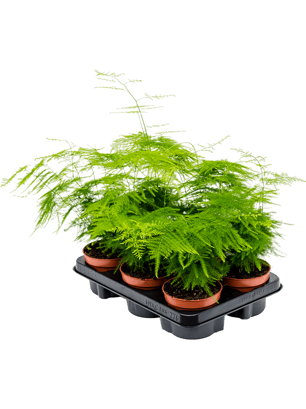 Asparagus setaceus plumosus — 30 cm, lot de 8 plantes en pots de 12/10 cm, fond blanc
