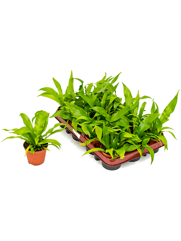 
                  
                    Asplenium antiquum — 20 cm, lot de 12 plantes en pots de 9/7 cm, photo détourée pour fond blanc
                  
                