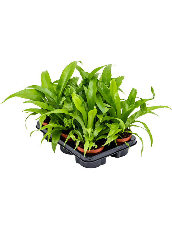 
                  
                    Asplenium antiquum — 30 cm, lot de 6 plantes en pots de 12/9 cm, fond blanc
                  
                