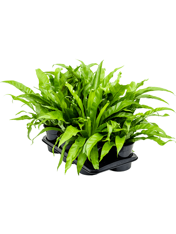 
                  
                    Asplenium antiquum — 40 cm, lot de 6 plantes en pots de 17/10 cm, fond blanc
                  
                