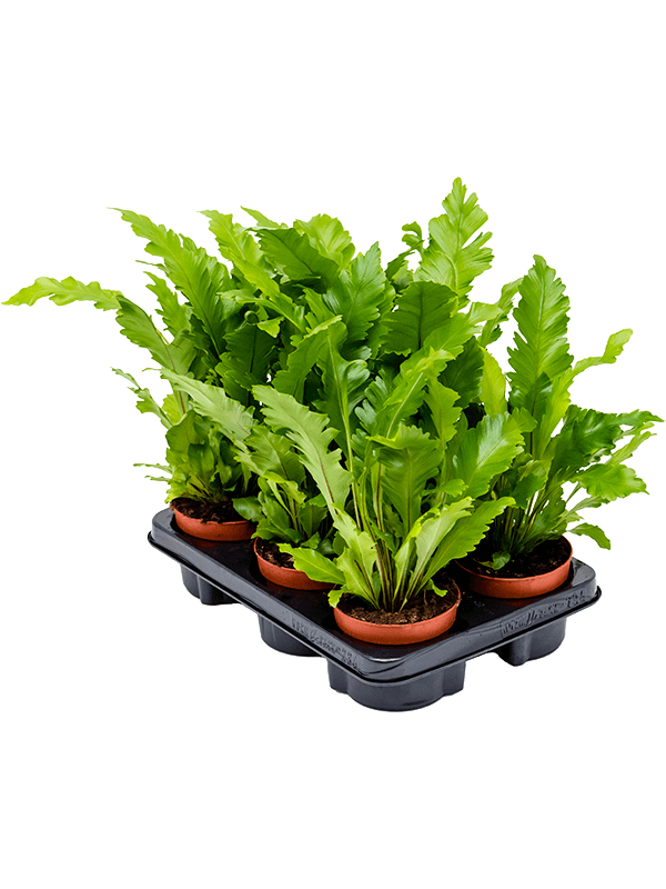 Asplenium nidus 'Campio' — 30 cm, lot de 6 plantes, pots de 12/9 cm, fond blanc