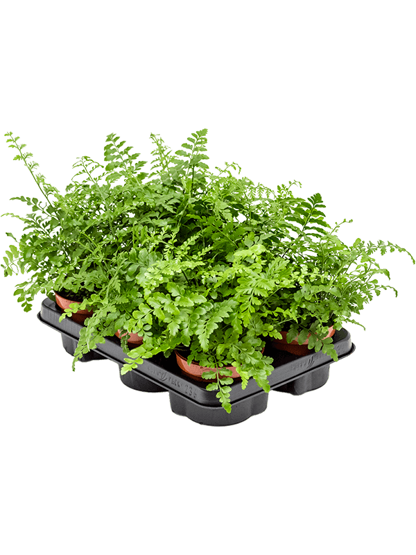 Asplenium dimorphum 'Parvati' — lot de 6 plantes de 25 cm en pots de 12/10 cm, sur fond blanc