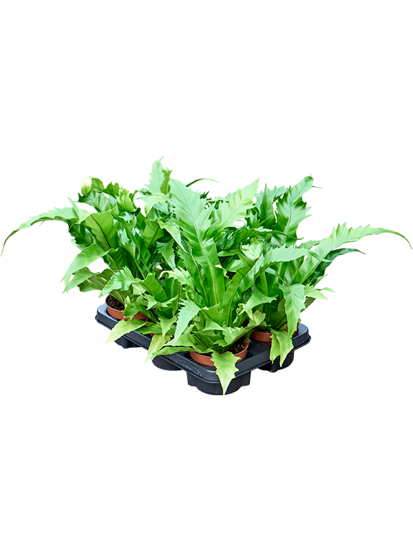 Asplenium antiquum 'Gioia' — lot de 6 plantes de 25 cm en pots de 12/9 cm