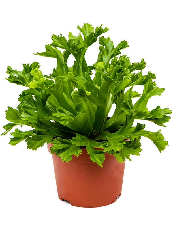 Asplenium antiquum 'Leslie' — plante de 25 cm en pot de 12/9 cm, vendue en lot de 6