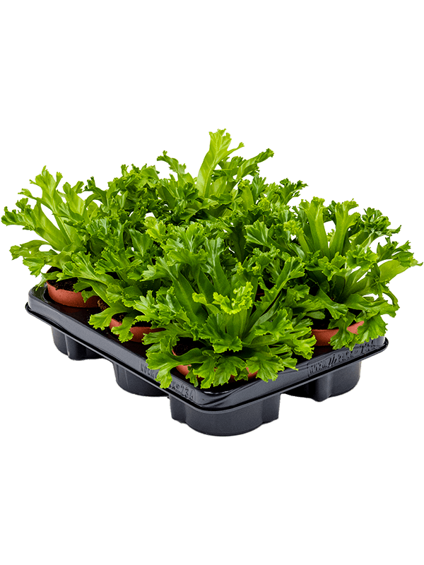 
                  
                    Asplenium antiquum 'Leslie' — conditionnement de 6 plantes
                  
                