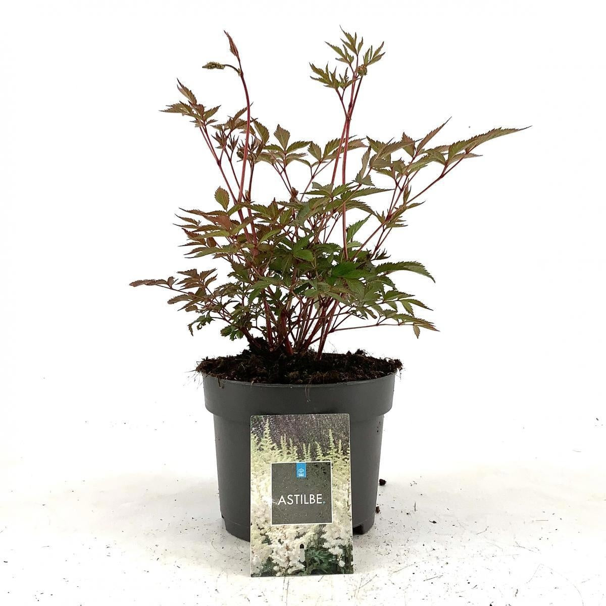 Astilbe japonica ‘Deutschland’, sujet en pot de culture de 17 cm, format 30 cm — référence F00016180 proposée par lot de 89 plantes