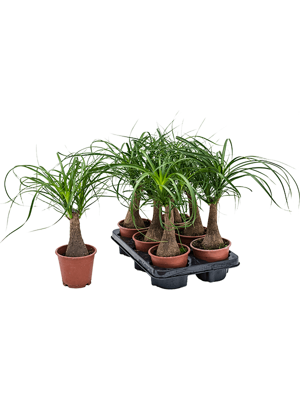 Beaucarnea recurvata — 35 cm, lot de 6 plantes sur tronc, pots de 12/11 cm, fond blanc