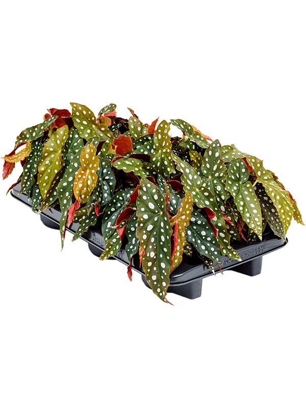 Begonia 'Maculata' — 20 cm, lot de 6 plantes en pots de 12/11 cm, fond blanc