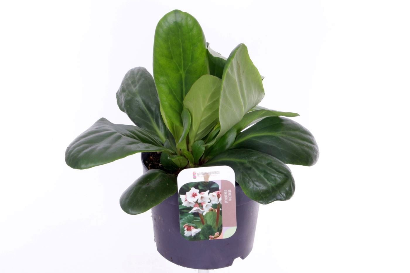 Bergenia ‘Bressingham White’, sujet en pot de culture de 17 cm, format 30 cm — référence F00016302 proposée par lot de 24 plantes