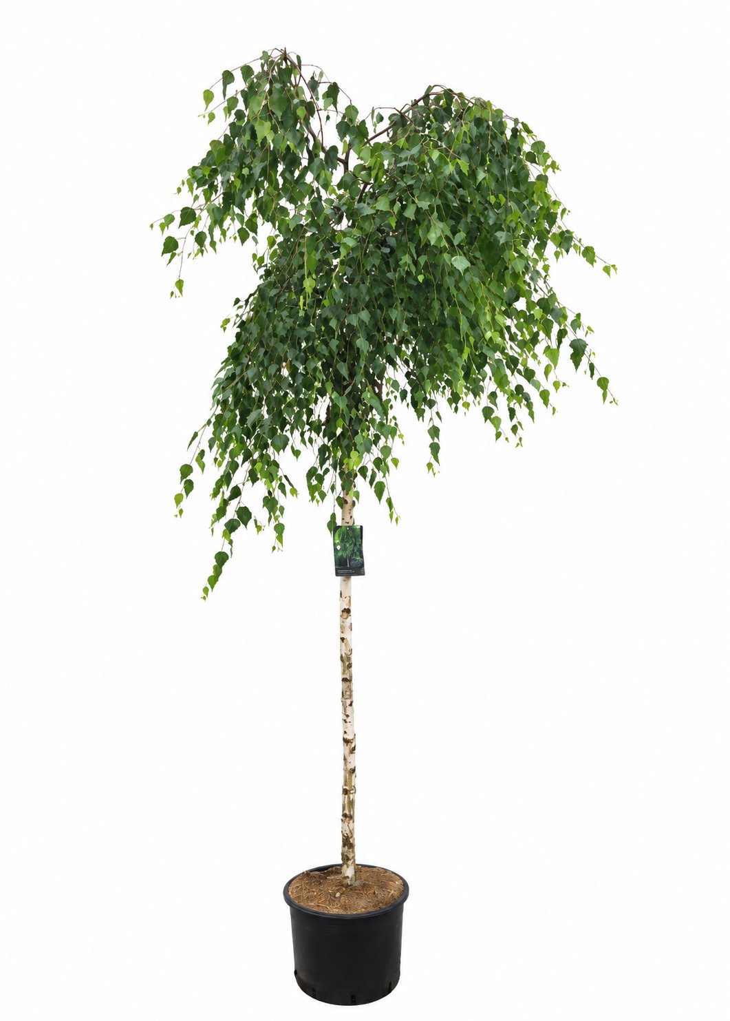 
                  
                    Betula pendula Youngii de 230 cm, pot de 34 cm — photo fournisseur avec fond retouché
                  
                
