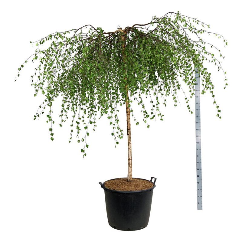 
                  
                    Betula pendula Youngii de 260 cm, bouleau pleureur en pot de culture de 70 cm
                  
                