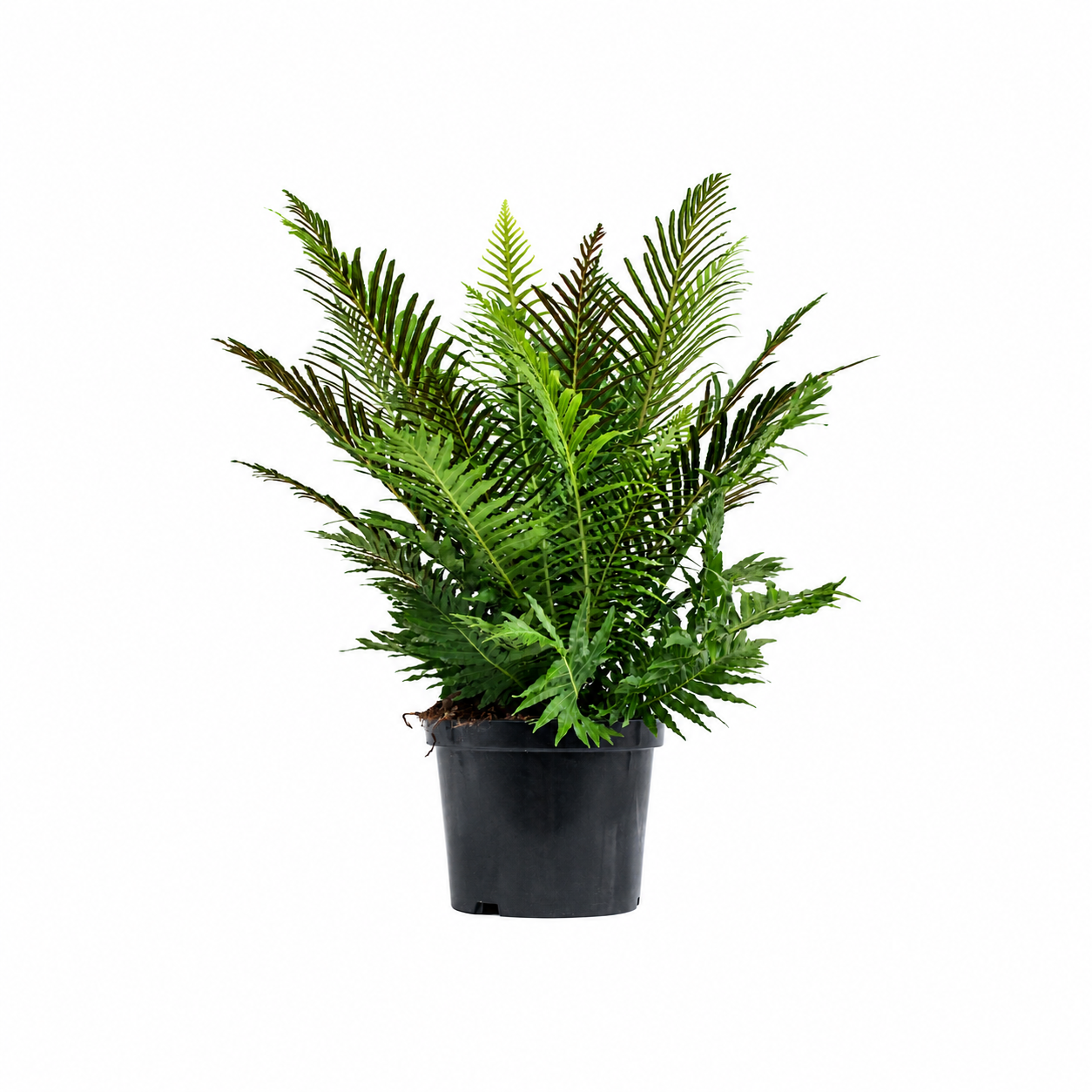Blechnum gibbum Silver Lady de 70 cm, fougère au feuillage vert découpé dans son pot de culture de 24 cm — fond blanc