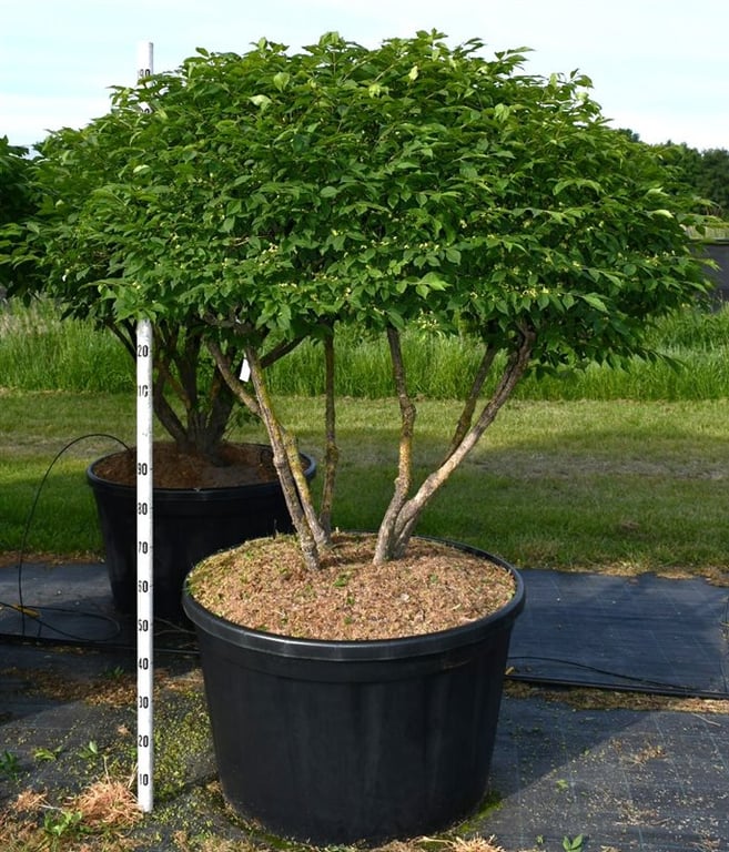 
                  
                    Fusain Euonymus alatus Compactus à plusieurs troncs et couronne arrondie, hauteur 210 cm
                  
                