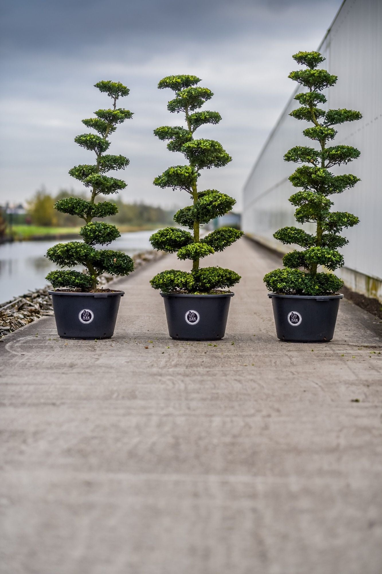 
                  
                    Exemples de houx Ilex crenata Dark Green taillés en plateaux, format 185 cm ; vente d’un seul sujet
                  
                