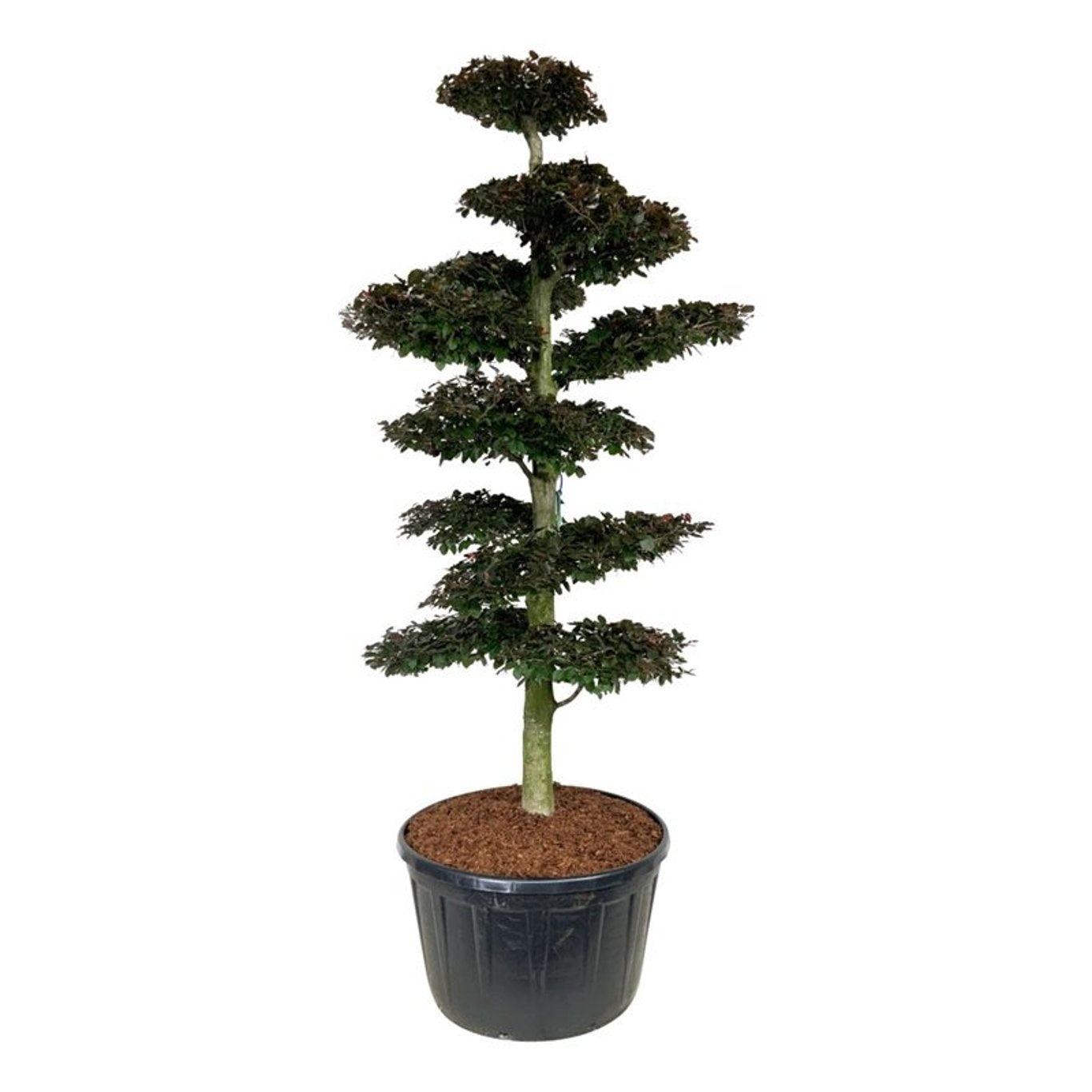 
                  
                    Hêtre pourpre Fagus sylvatica Atropunicea conduit en bonsaï de jardin, 270 cm
                  
                