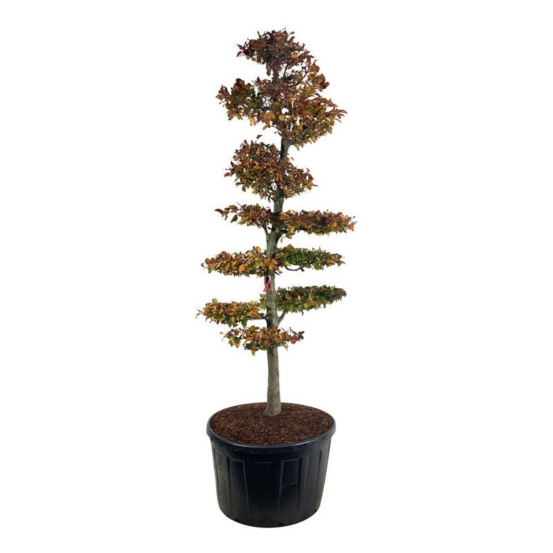 
                  
                    Hêtre pourpre Fagus sylvatica Atropunicea taillé en plateaux, 300 cm
                  
                