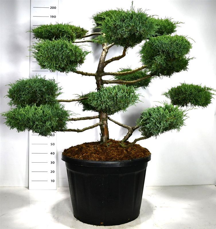 
                  
                    Genévrier Juniperus Hetzii formé en plateaux, hauteur 180 cm en pot de culture
                  
                