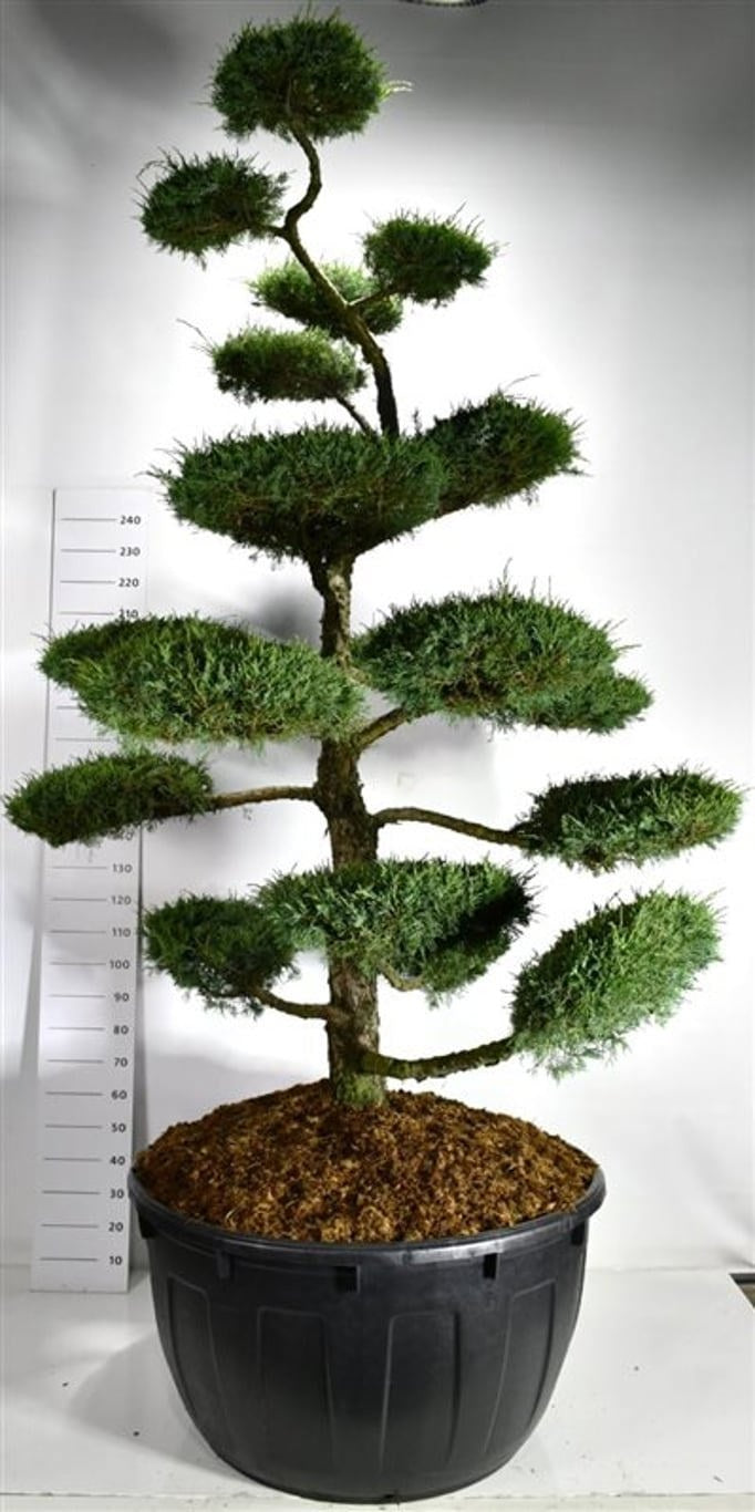 
                  
                    Grand Juniperus Hetzii en bonsaï de jardin, tronc dégagé et plateaux étagés, format 350 cm
                  
                